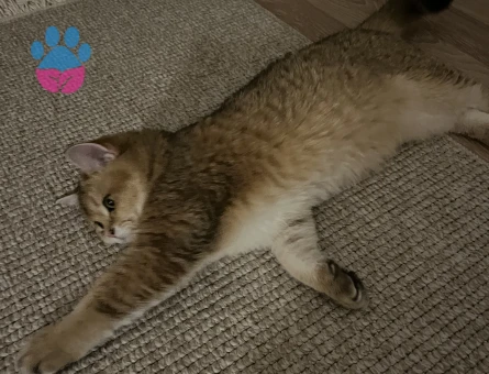 British Golden 1 Yaşında Eş Arıyoruz