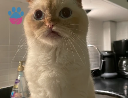 Scottish Fold Kızım için damat arıyoruz