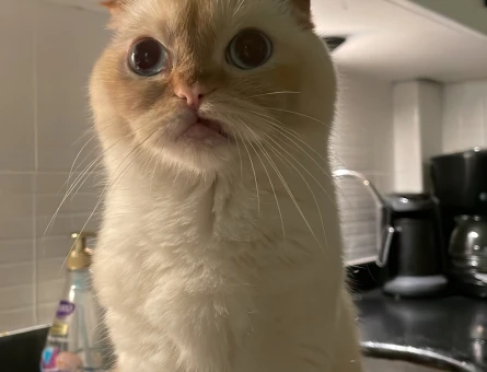 Scottish Fold Kızım için damat arıyoruz - 118981424