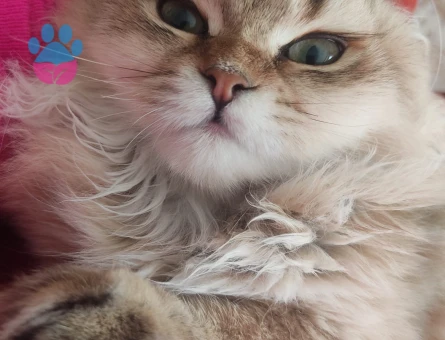 British Longhair Kedime Eş Arıyoruz