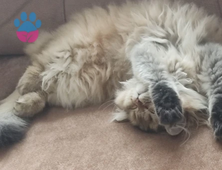 British Longhair Kedime Eş Arıyoruz