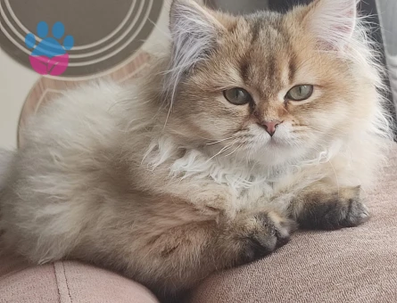 British Longhair Kedime Eş Arıyoruz