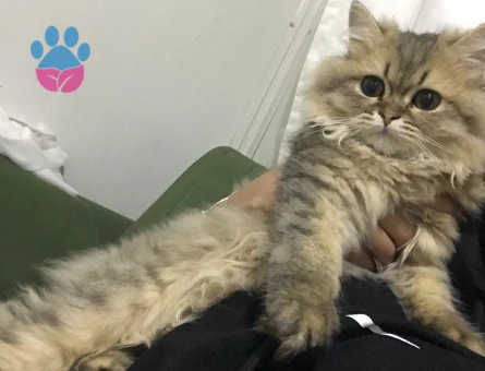 İran Kedisi Paşamıza dişi arıyoruz