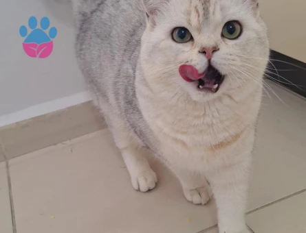British Shorthair Oğluşuma eş arıyoruz