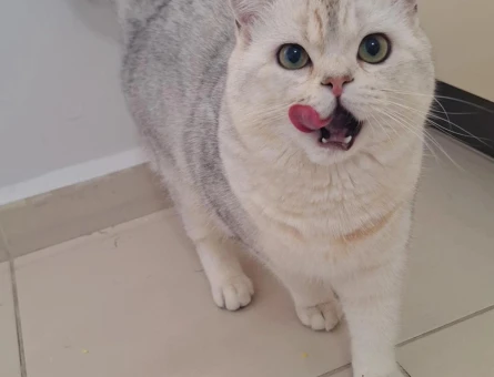 British Shorthair Oğluşuma eş arıyoruz - 118981430