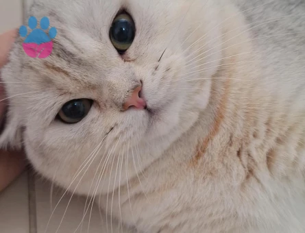 British Shorthair Oğluşuma eş arıyoruz