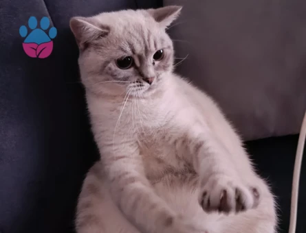 British Shorthair Kızıma acil eş arıyorum