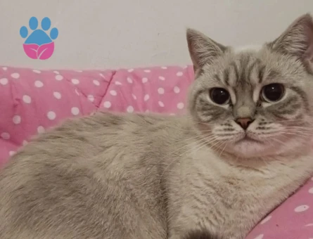 British Shorthair Kızıma acil eş arıyorum