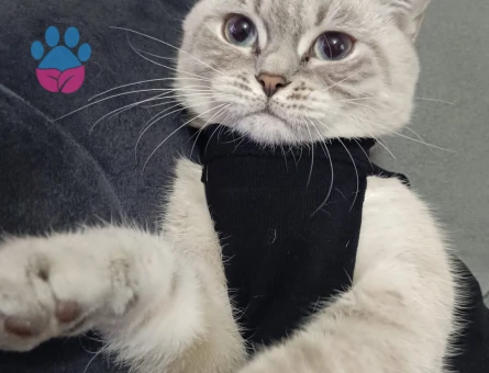 British Shorthair Kızıma acil eş arıyorum