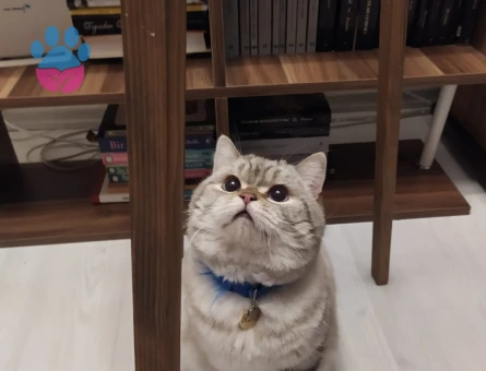 British Kedime Eş arıyorum