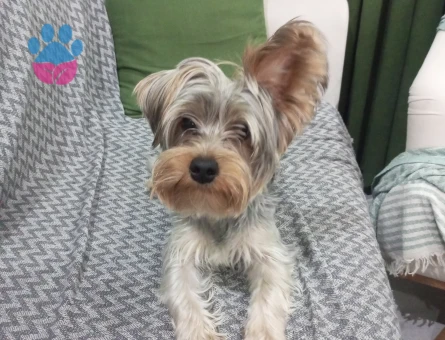 Yorkshire Terrier Yorki Eş Arıyor