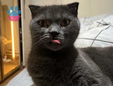 British shorthair 1,5 Yaşında Eş Arıyoruz