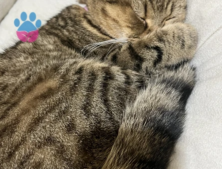 Tekir 1 Yaşında Kedime Eş Arıyorum