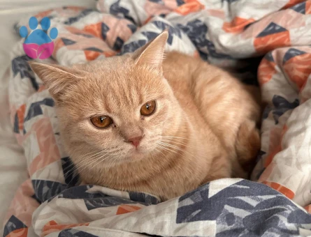 8 aylık British Shorthair Erkek - Flörte açık