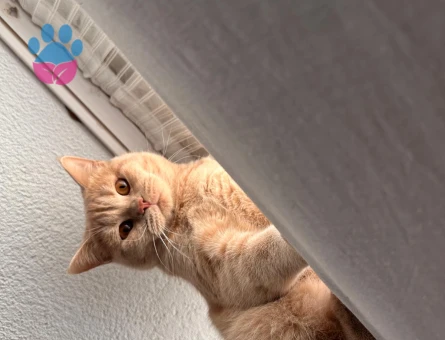 8 aylık British Shorthair Erkek - Flörte açık