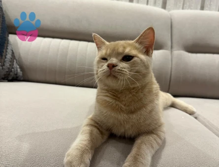 8 aylık British Shorthair Erkek - Flörte açık