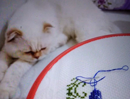 Scottish Fold Kedime Eş Arıyorum 1 Yaşında - 118981438