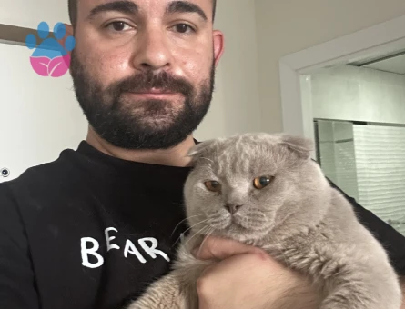 Scottish fold Oğlum 1 Yaşında Eş Arıyor