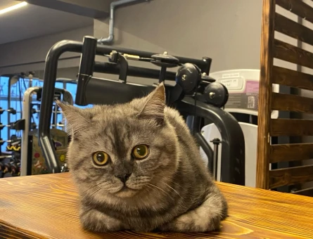 British Shorthair 11 Aylık Kedim Eş Arıyor - 118974529
