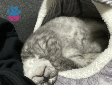 British Shorthair 11 Aylık Kedim Eş Arıyor