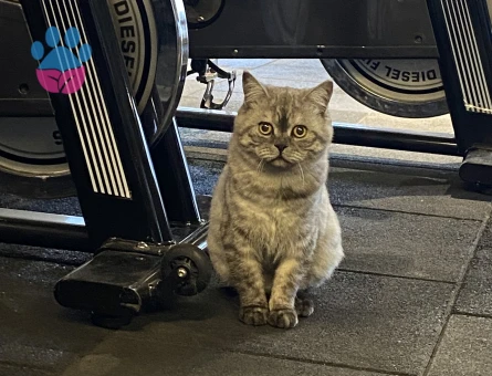 British Shorthair 11 Aylık Kedim Eş Arıyor