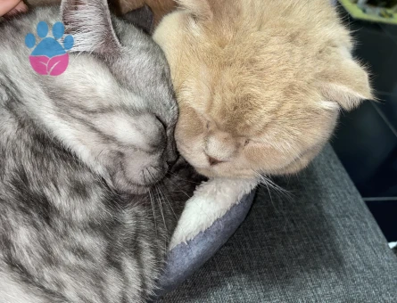 British Shorthair 11 Aylık Kedim Eş Arıyor