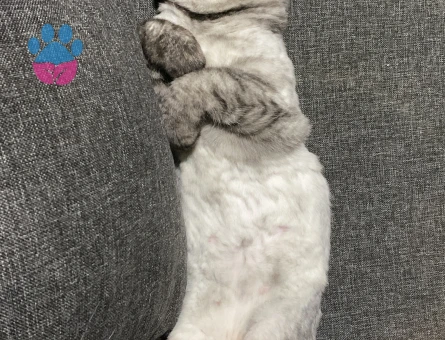 British Shorthair 11 Aylık Kedim Eş Arıyor
