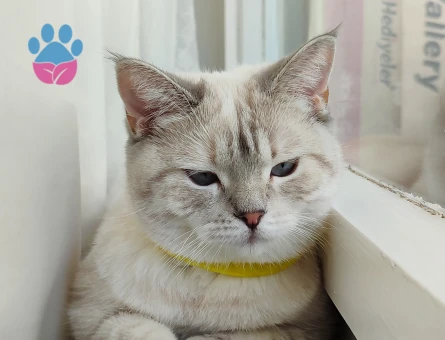 1 Yaşında Blue Point British Shorthair Dişi