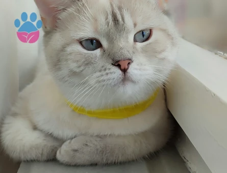 1 Yaşında Blue Point British Shorthair Dişi