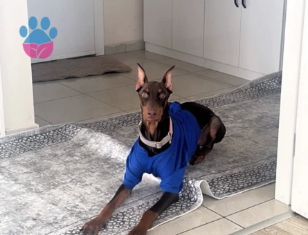 Doberman Oğlumuza Eş Arıyoruz 1 Yaşında