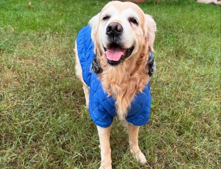 Golden Retriever Oğluma Eş Arıyorum - 118974537