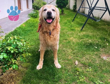 Golden Retriever Oğluma Eş Arıyorum