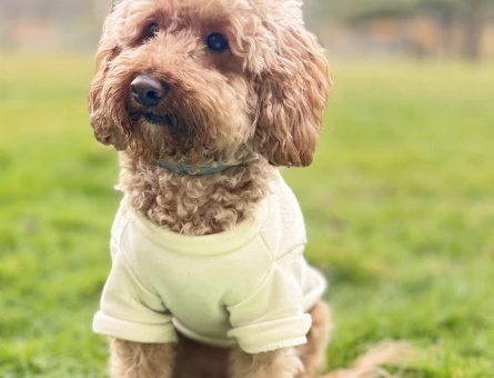 Toy Poodle 1,5 Yaşında Dişi Köpeğime Eş Arıyorum - 118974542