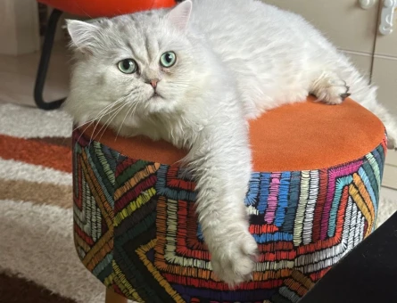 British Longhair Güzel Oğluma Eş Arıyoruz - 118974543