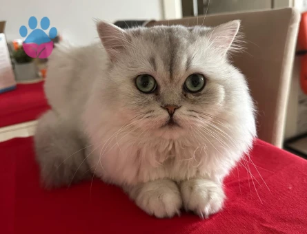 British Longhair Güzel Oğluma Eş Arıyoruz