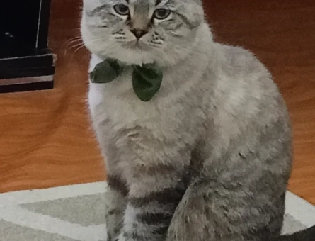 British Shorthair 1 Yaşında Erkek Kızgınlıkta - 118974544