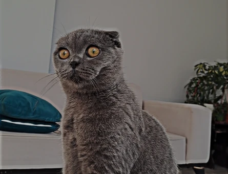 Scottish Fold 1 Yaşında Kedim Eş Arıyor - 118974545