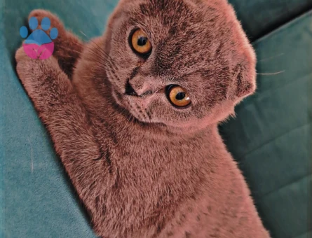 Scottish Fold 1 Yaşında Kedim Eş Arıyor