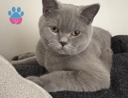 British SHorthair 10 Aylık Erkek Kedime Eş Arıyorum