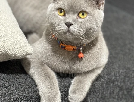 British SHorthair 10 Aylık Erkek Kedime Eş Arıyorum - 118974546