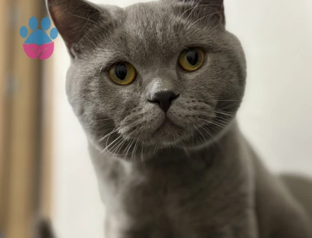 British SHorthair 10 Aylık Erkek Kedime Eş Arıyorum