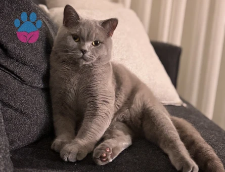 British SHorthair 10 Aylık Erkek Kedime Eş Arıyorum