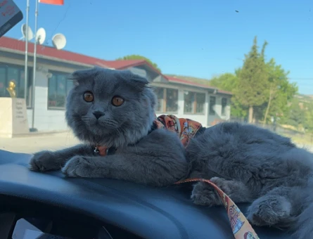 Scottish Fold 11 Aylık Kedim Eş Arıyor - 118974547