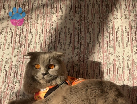 Scottish Fold 11 Aylık Kedim Eş Arıyor