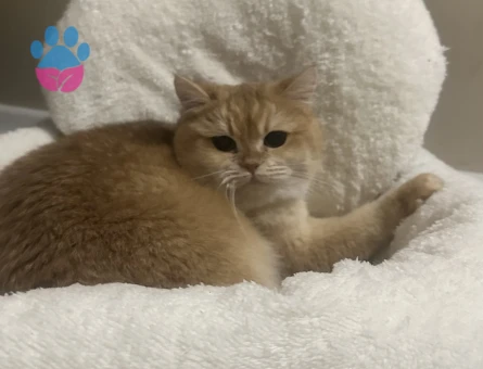 1 yaşında Safkan British Shorthair Dişi
