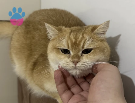 1 yaşında Safkan British Shorthair Dişi