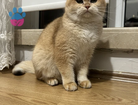 1 yaşında Safkan British Shorthair Dişi