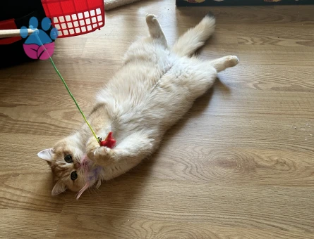 1 yaşında Safkan British Shorthair Dişi