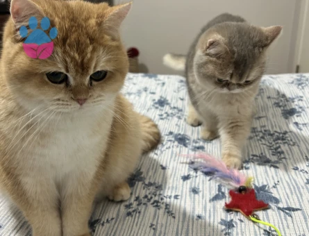 1 yaşında Safkan British Shorthair Dişi
