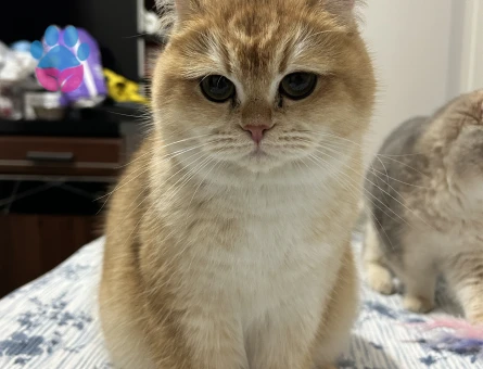 1 yaşında Safkan British Shorthair Dişi